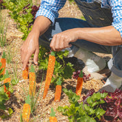 Coucou Suzette Ruler (Carrot)